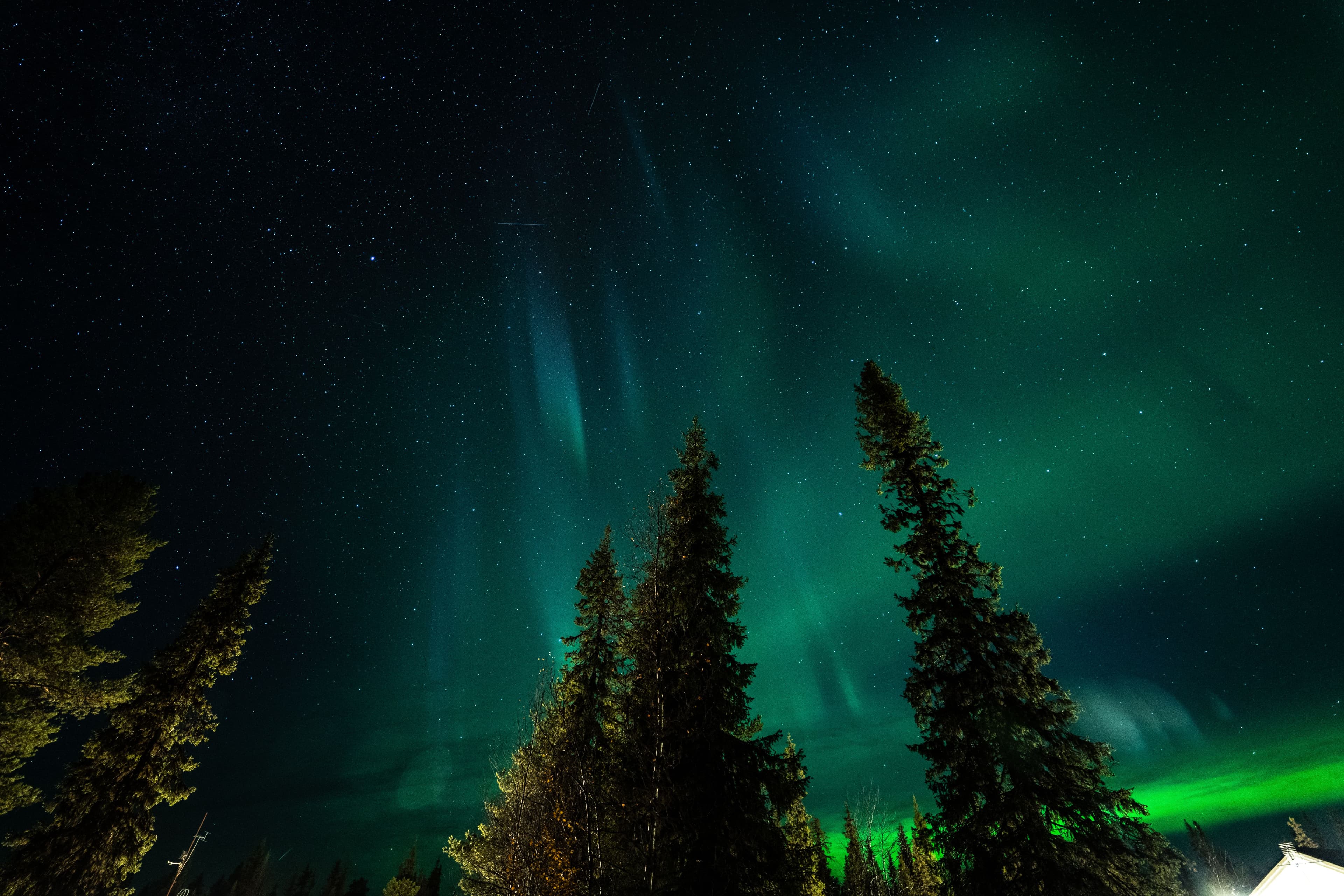 Aurora borealis above tall trees in a starry night sky